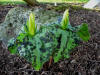 Trillium kurabayashii forma luteum