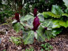 Trillium kurabayashii 