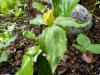 Trillium luteum