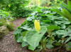 Trillium luteum