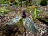 Trillium maculatum