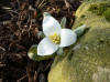 Trillium nivale