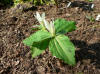 Trillium parviflorum