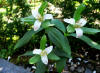 Trillium pusillum var.ozarkanum