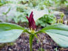 Trillium recurvatum 'Sharis Flame'