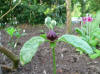 Trillium recurvatum