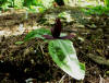 Trillium reliquum