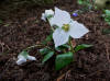 Trillium rivale White