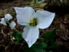 Trillium rivale White