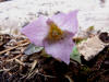 Trillium rivale Pink