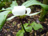 Trillium rugelii Alabama form