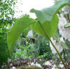 Trillium rugelii