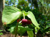 Trillium rugelli x vaseyii