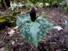 Trillium sessile type