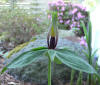 Trillium sessile var. viridescens