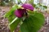 Trillium smallii variety