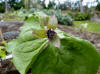 Trillium sp. (Aomori, Japan)