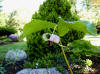 Trillium sp. (Lucaei) Maybe a cross between vasayi and flexipes