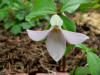 Trillium sp. x grandiflorum