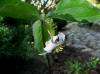 Trillium catesbaei (stylosum)