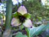 Trillium sulcatum yellow-red