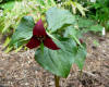 Trillium sulcatum