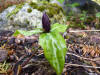 Trillium underwoodii