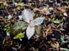 Trillium undulatum