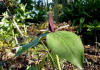 Trillium viride