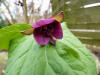 Trillium x miyabeanum