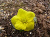 Trollius ranunculoides