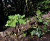 Trillium albidum and Trillium kurabayashii