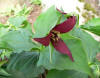 Trillium erectum