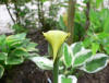 Arisaema flavum ssp. abbreviatum